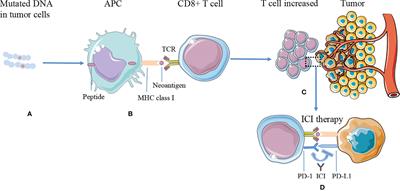 Prognostic Value of Neoantigen Load in Immune Checkpoint Inhibitor Therapy for Cancer